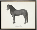 Friesian horse