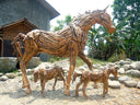 Caballus Rooted