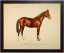 Horse bookplate