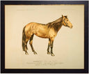 Horse bookplate