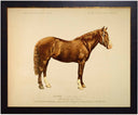 Horse bookplate