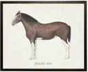 Clydesdale horse